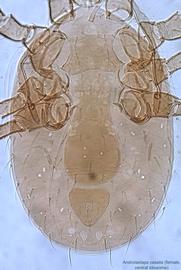  Fig. 3.  Androlaelaps casalis  female idiosoma, ventral view. 