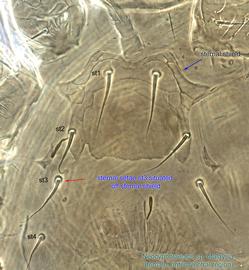  Fig. 3.  Neocypholaelaps  sp. female sternal shield, ventral view. 