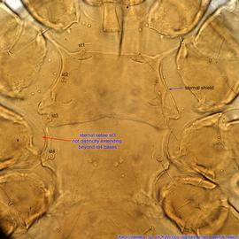  Fig. 3.  Xylocolaelaps  sp. (ex  Xylocopa nigrita ) female  s ternal region. 