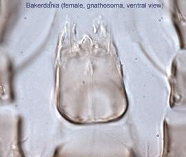  Fig. 3.  Bakerdania  female gnathosoma, ventral view. 