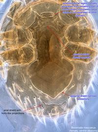  Fig. 3.  Bisternalis mexicanus  female ventral idiosoma. 