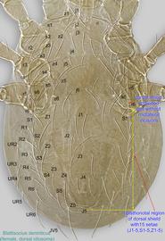  Fig. 3.  Blattisocius dentriticus  female idiosoma, dorsal view. 