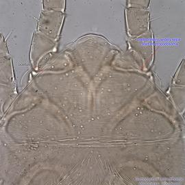  Fig. 3.  Carpoglyphus lactis  phoretic deutonymph prodorsum. 