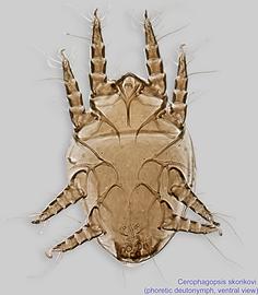  Fig. 3.  Cerophagopsis skorikovi  phoretic deutonymph, ventral view; bright field. 