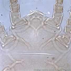  Fig. 3.  Cerophagus nearcticus  phoretic deutonymph dorsal propodosoma. 