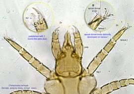  Fig. 3.  Chelacheles temoak  female anterior body, dorsal view. 