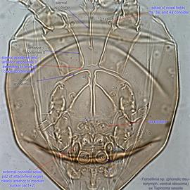  Fig. 3.  Forcellinia  sp. (ex  Tapinoma sessile ) phoretic deutonymph idiosoma, ventral view. 