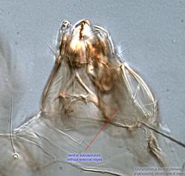  Fig. 3.  Glycycometus   molitor  female gnathosoma, ventral view. 