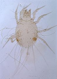  Fig. 3.  Glycyphagus   (Glycyphagus) domesticus  male, dorsal view. 