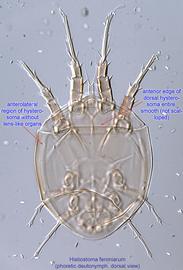  Fig. 3.  Histiostoma feroniarum  phoretic deutonymph, dorsal view. 