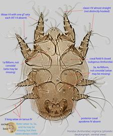  Fig. 3.  Horstia  ( Amhorstia )  virginica  phoretic deutonymph, ventral view; bright field. 