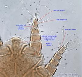  Fig. 3.  Horstiella armata  phoretic deutonymph prodorsum and legs I-II, dorsal view. 