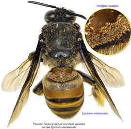  Fig. 15. Phoretic deutonymphs of  Horstiella variabilis  on bee  Epicharis metatarsalis;  photo by Lindsey Seastone & Laura Hartmann, ITP. 