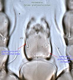  Fig. 3.  Kerdabania  female gnathosoma, dorsal view. 