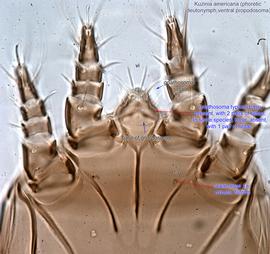  Fig. 3.  Kuzinia americana  phoretic deutonymph propodosoma, ventral view. 