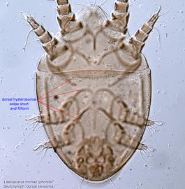  Fig. 3.  Lasioacarus morsei  phoretic deutonymph idiosoma, dorsal view. 