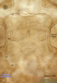  Fig. 3.  Lasioseius  sp. female sternal shield. 