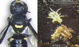  Fig. 3. Phoretic females of  Nodele (Aztecocheyletus) conquistador  on bee  Aztecanthidium tenochtitlanicum;  Mexico. 