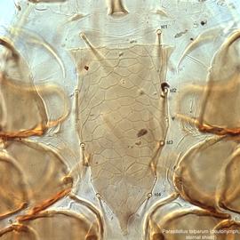  Fig. 3.  Parasitellus talparum  deutonymph sternal shield. 
