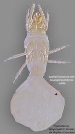  Fig. 3.  Pyemotes  sp. (ex  Hoplitis;  CO) physogastric female, ventral view.    