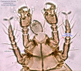  Fig. 3.  Pygmephorus  sp. (MI) female propodosoma, dorsal view. 