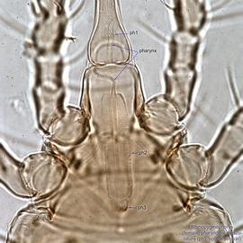  Fig. 3.  Rhinopygmephorus  sp. female pharyngeal musculature, optical section at propodosoma and posterior gnathosoma. 