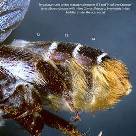  Fig. 3. Tergal acarinaria under metasomal tergites T3 and T4 of bee  Ctenocolletes albomarginatus.   Ctenocolletacarus   brevirostris  mites are hidden inside the acarinaria; photo by Barry OConnor, University of Michigan. 