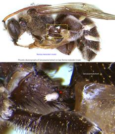  Fig. 15. Phoretic deutonymphs of  Sancassania boharti  on male alkali bee  Nomia melanderi . 