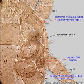  Fig. 3.  Stigmatolaelaps greeni p eritreme, ventral view. 