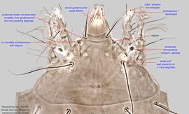  Fig. 3.  Tarsonemus  sp. (ex  Megachile mackayensis;  Australia) female prodorsum. 