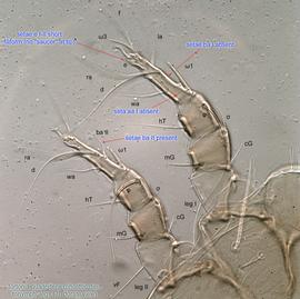  Fig. 3.  Tortonia quadridens  phoretic deutonymph legs I-II, dorsal view. 