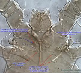  Fig. 3.  Trochometridium tribulatum  female prodorsum. 