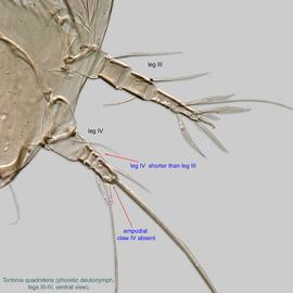  Fig. 3a.  Tortonia quadridens  phoretic deutonymph legs III-IV,  ventral view. 