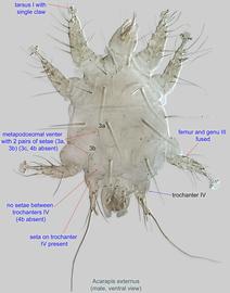  Fig. 4.  Acarapis externus  male, ventral view.
