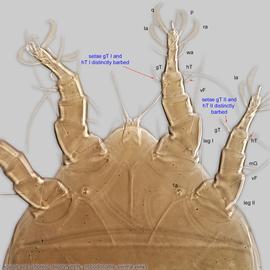  Fig. 4.  Acarus siro  phoretic deutonymph propodosoma and legs I-II, ventral view. 