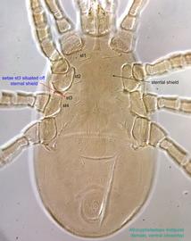  Fig. 4.  Afrocypholaelaps lindquisti  female idiosoma, ventral view; DIC. 