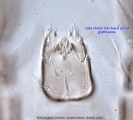  Fig. 4.  Bakerdania  female gnathosoma, dorsal view. 