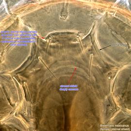  Fig. 4.  Bisternalis mexicanus  female sternal shield. 