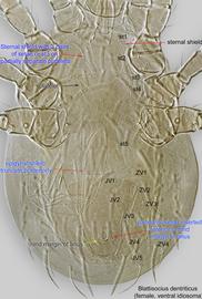  Fig. 4.  Blattisocius dentriticus  female idiosoma, ventral view. 