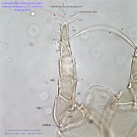  Fig. 4.  Carpoglyphus lactis  phoretic deutonymph leg I, dorsal view. 