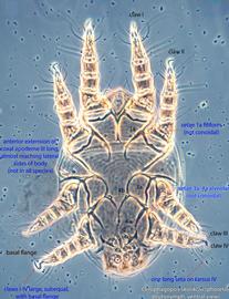  Fig. 4.  Cerophagopsis skorikovi  phoretic deutonymph, ventral view; empodial claws referred to as claws for simplicity; phase contrast. 