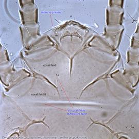  Fig. 4.  Cerophagus nearcticus  phoretic deutonymph ventral propodosoma.
