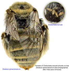  Fig. 4. Females of  Chelacheles temoak  phoretic on bee  Diadasia sphaeralcearum  (bee photographed after mites were removed). 