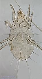  Fig. 4.  Forcellinia galleriella  female, dorsal view. 