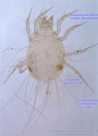  Fig. 4.  Glycyphagus   (Glycyphagus) domesticus  male, ventral view. 