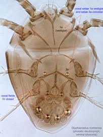  Fig. 4.  Glyphanoetus nomiensis  phoretic deutonymph ventral idiosoma. 