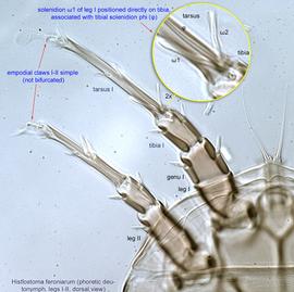  Fig. 4.  Histiostoma feroniarum  phoretic deutonymph legs I-II, dorsal view. 