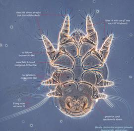  Fig. 4.  Horstia  ( Amhorstia )  virginica  phoretic deutonymph, ventral view; phase contrast. 