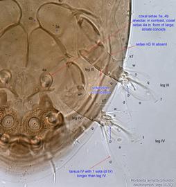  Fig. 4.  Horstiella armata  phoretic deutonymph legs III-IV. 