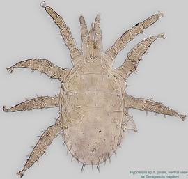  Fig. 4.  Hypoaspis  sp.n. (ex  Tetragonula pagdeni ) male, ventral view; bright field. 